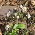 Common Whitlow-grass