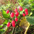 Bittersweet fruits