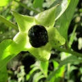 Deadly Nightshade