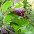 Deadly Nightshade