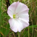 Field Bindweed