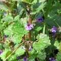 Ground Ivy