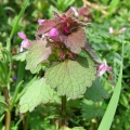 Red Dead-nettle