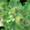 Greater Burdock