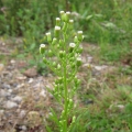 Canadian Fleabane