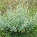 Wormwood