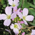 Cuckoo Flower