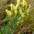Common Toadflax