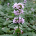 Water Mint