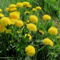Dandelion