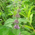 Corn Mint