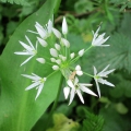 Wild Garlic - Ransoms