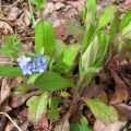 Wood Forgetmenot