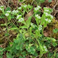 Common Cornsalad