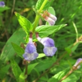 Skullcap