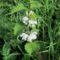 White Dead-nettle