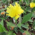 Mouse-ear Hawkweed