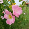 Dog Rose