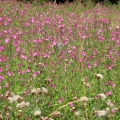 Great Willowherb