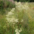 Meadowsweet