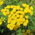 Tansy