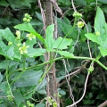 White Bryony