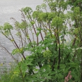 Garden Angelica