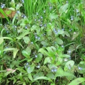 Water Forgetmenot