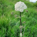 Hogweed