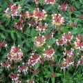Honeysuckle