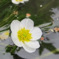 River Water-crowfoot