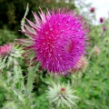 Musk-thistle