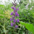 Purple Toadflax