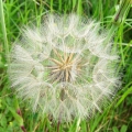 Goatsbeard seed head