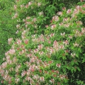 Honeysuckle
