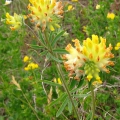 Kidney Vetch