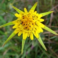 Goatsbeard