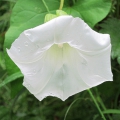 Great Bindweed