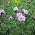 Creeping Thistle