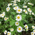 Feverfew