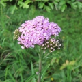 Pink Yarrow