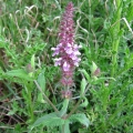 Marsh Woundwort