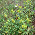 Yellow Rattle