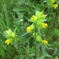 Yellow Rattle