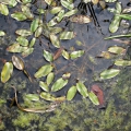Broad-leaved Pondweed