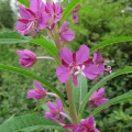 Rose-bay Willow-herb