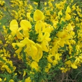 Broom
