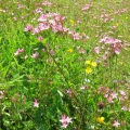 Centaury