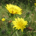 Bristly Oxtongue