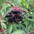 Elder
